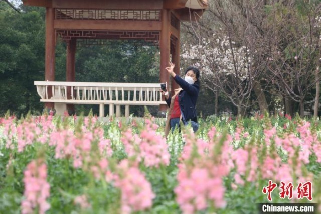 民众在花海里拍照。　林馨 摄