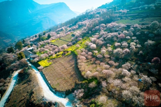 (转载)绵阳平武:山村田园春色浓 百年古梅花正旺