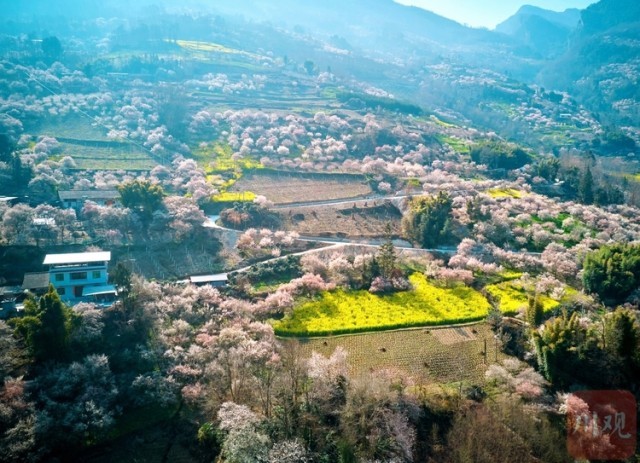 (转载)绵阳平武:山村田园春色浓 百年古梅花正旺