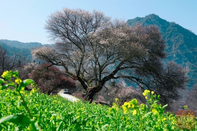 (转载)绵阳平武:山村田园春色浓 百年古梅花正旺