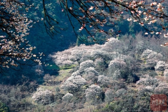 (转载)绵阳平武:山村田园春色浓 百年古梅花正旺