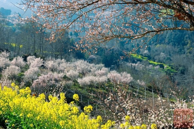 (转载)绵阳平武:山村田园春色浓 百年古梅花正旺