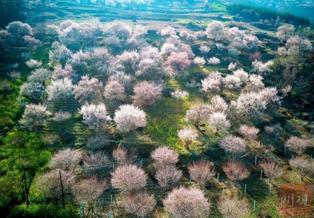 (转载)绵阳平武:山村田园春色浓 百年古梅花正旺