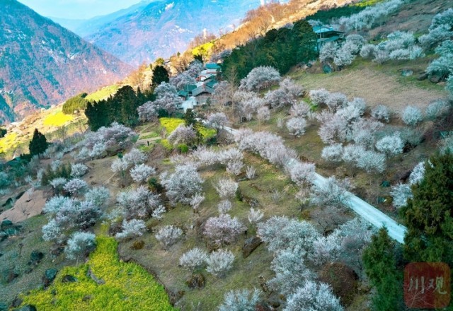 (转载)绵阳平武:山村田园春色浓 百年古梅花正旺