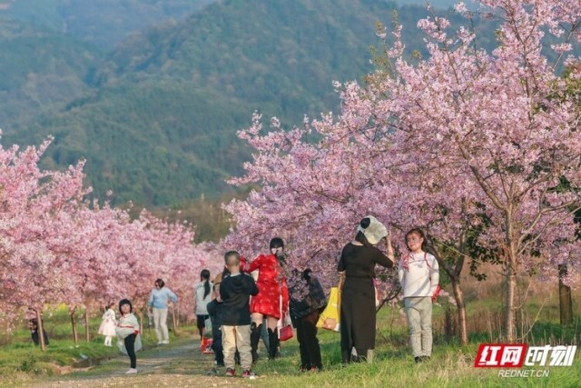 垄垄田园开出“樱花海” 湖南郴州这个乡村的春天像童话_fororder_1