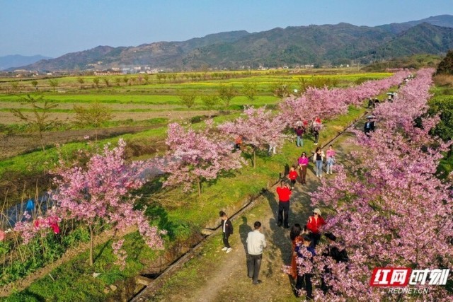 垄垄田园开出“樱花海” 湖南郴州这个乡村的春天像童话_fororder_5