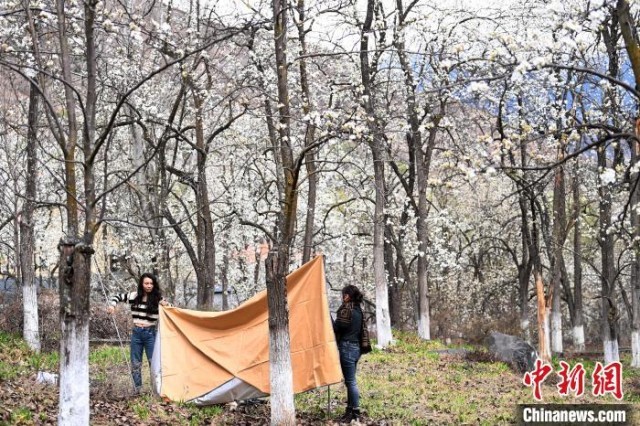 游客在梨花林里搭帐篷。　安源 摄