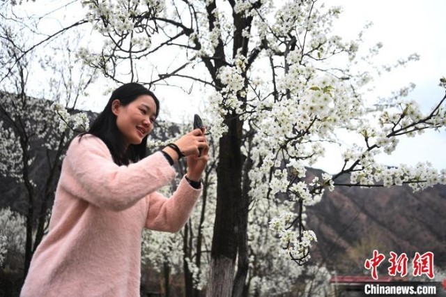 游客在拍摄梨花。　安源 摄