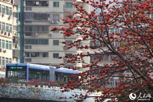 乘坐厦门BRT可在桥上一睹木棉满树繁花的景致。人民网 陈博摄