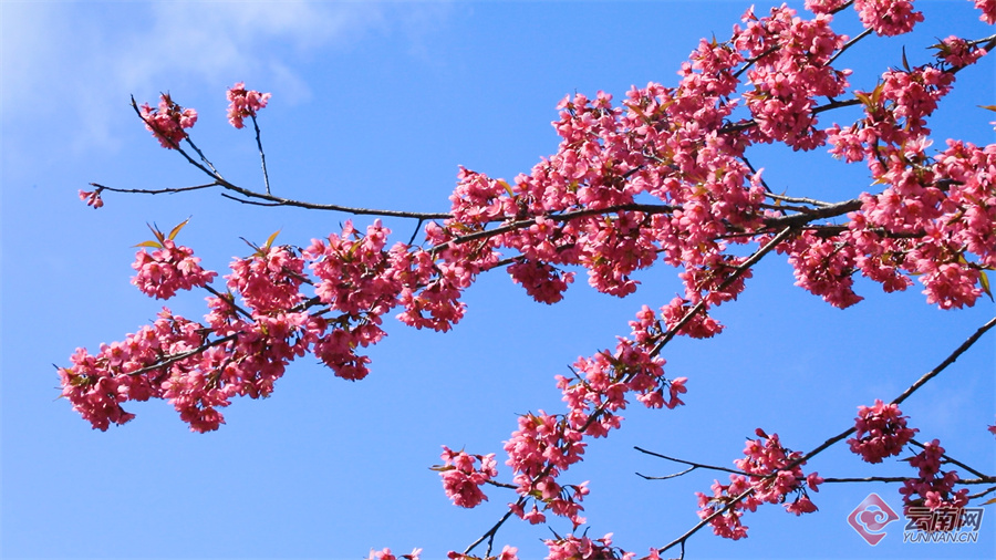 云南：东仰绿春 又是一年樱花浪漫时 (http://www.zjmmc.cn/) 未分类 第1张