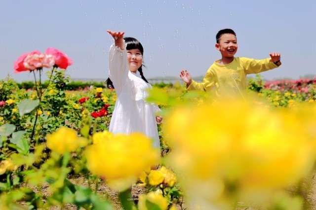 市民在盛开的玫瑰花海中赏花玩耍，感受乡村游乐趣。何江华摄