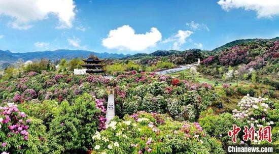 毕节“百里杜鹃”景区 毕节市文化广电旅游局 供图