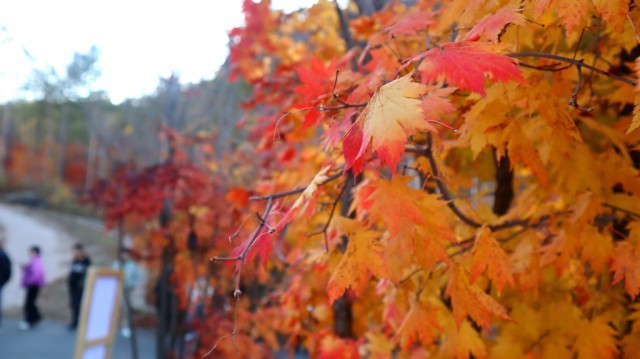 10月16日，游人在辽宁省本溪满族自治县老边沟景区观赏枫叶。新华社记者 王郁源 摄
