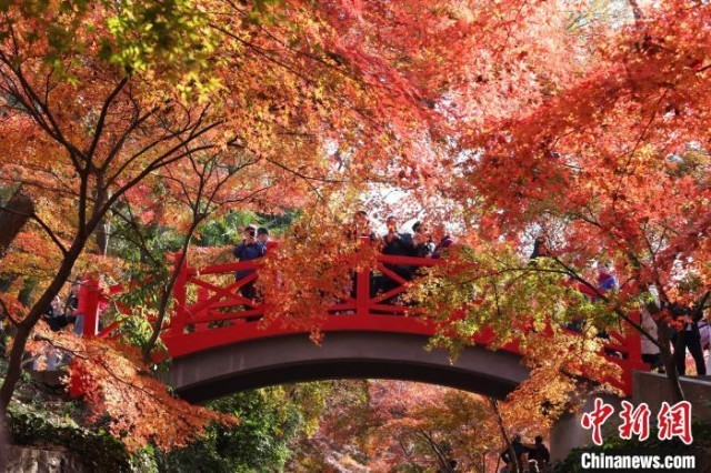 南京紫金山红红火火呈现多彩“枫”景