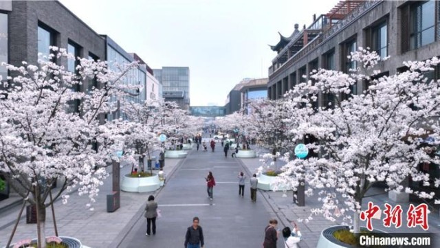 杭州西湖畔现“樱花步行街”民众打卡“春日限定”