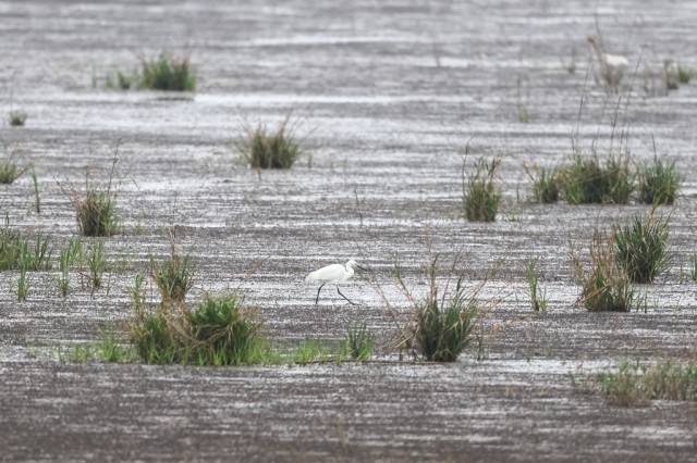 3月31日，水鸟在浦东南汇东滩湿地觅食。