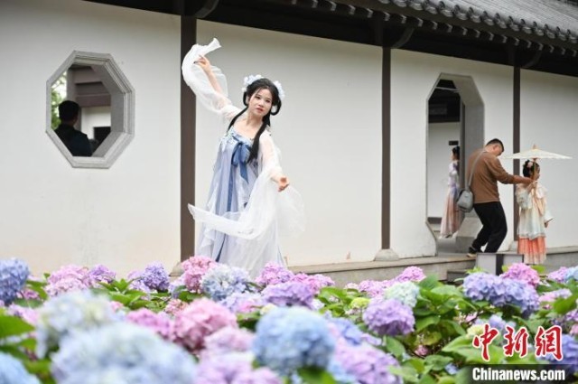 广州绣球花开吸引游客游园赏花