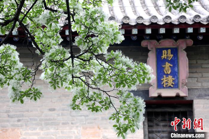 山东邹城：千年孟府流苏花进入盛花期