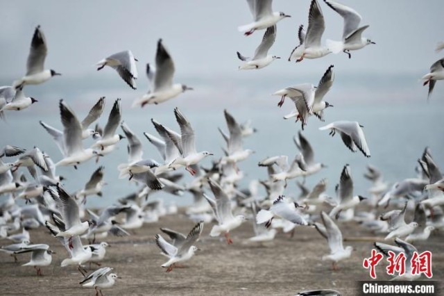 山东青岛：候鸟翔集迎来迁徙季绘出美丽生态画卷