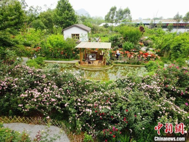 广西桂林：乡村花园花团锦簇引客来
