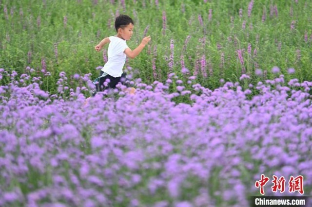 内蒙古通辽：百余亩花田引游人