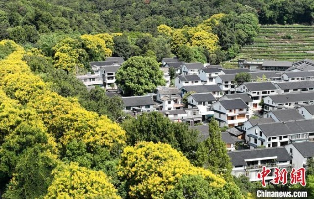 浙江杭州：金色黄山栾点缀西湖秋色