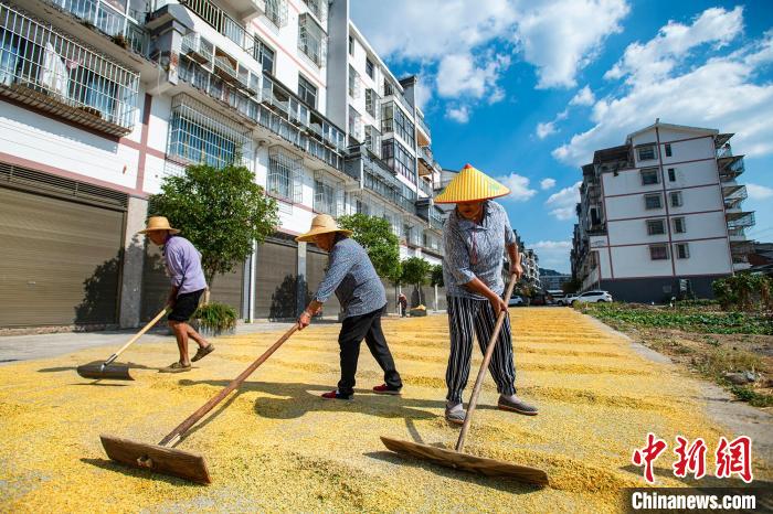 重庆万州：高海拔地区晚稻熟绘就金秋好“丰”景