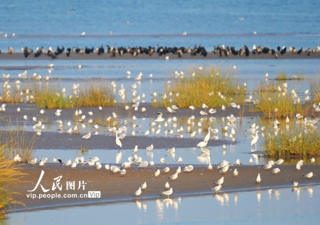 河北秦皇岛：北戴河沿海湿地生态优美候鸟翩跹