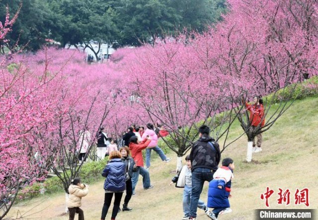 重庆红岩景区红梅盛开醉游人