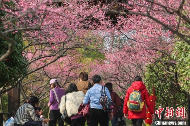 江西南昌凤凰沟：梅花盛开引游人