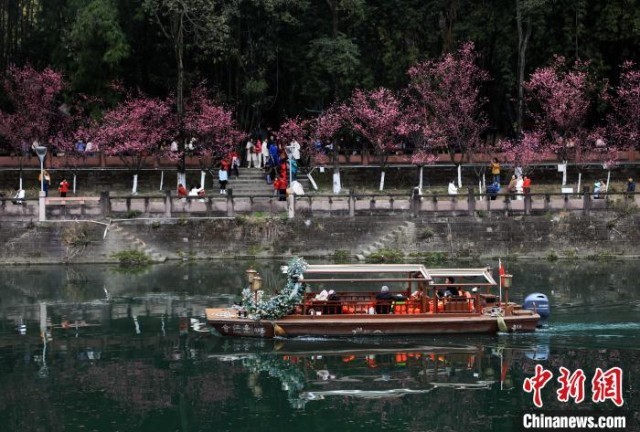 成都锦江河畔红梅绽放市民乐享“梅”景