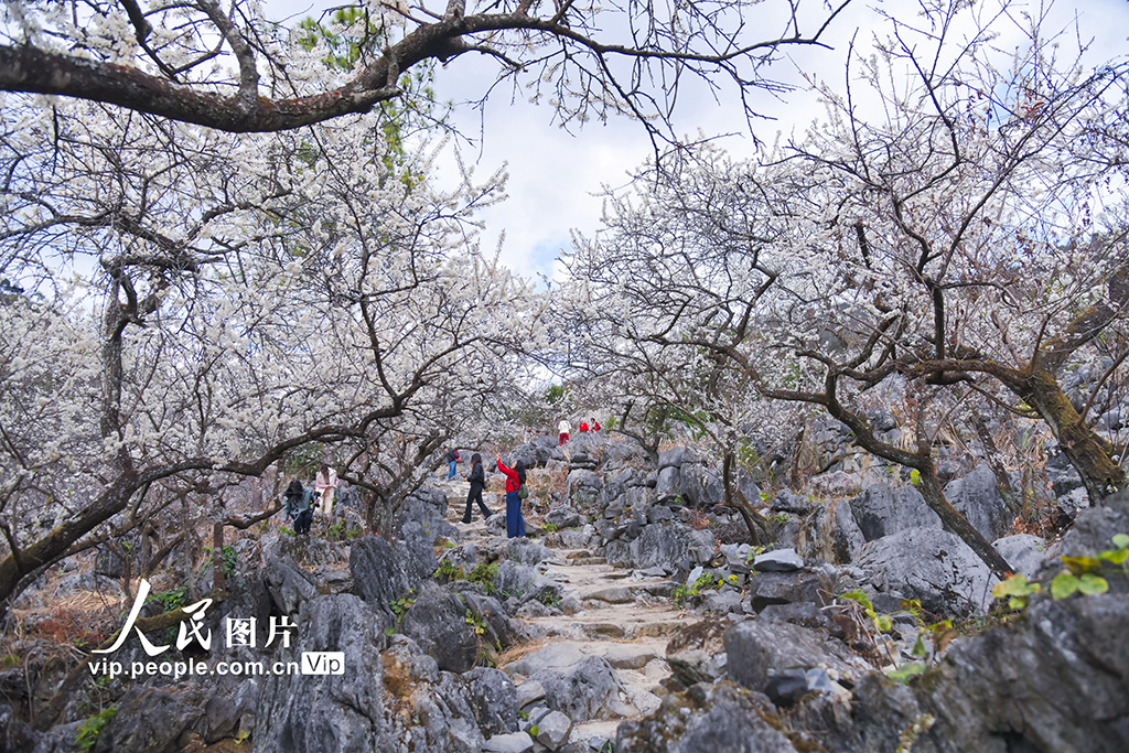 广东清远：李花盛开醉游人