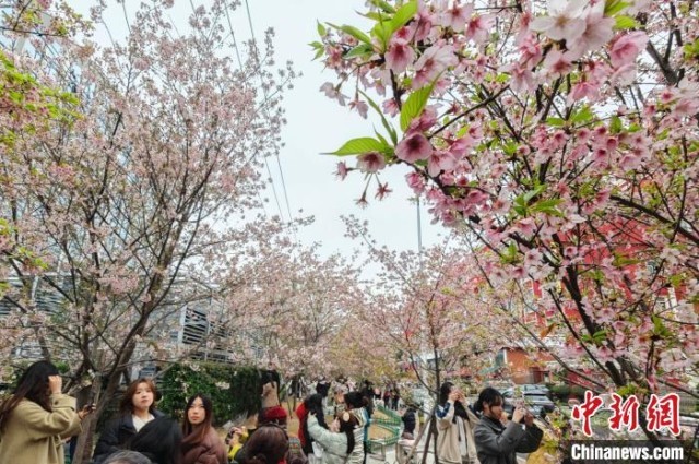 福州市区樱花绽放成网红打卡点