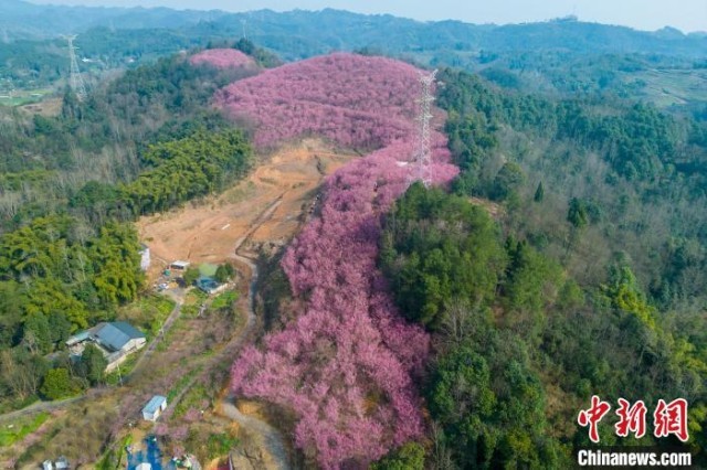 四川成都：200余亩红梅花将山头染成粉红色