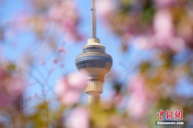 八大胜官网北京玉渊|幸福花园全集未增删带翻译|潭公园开启樱花观赏季