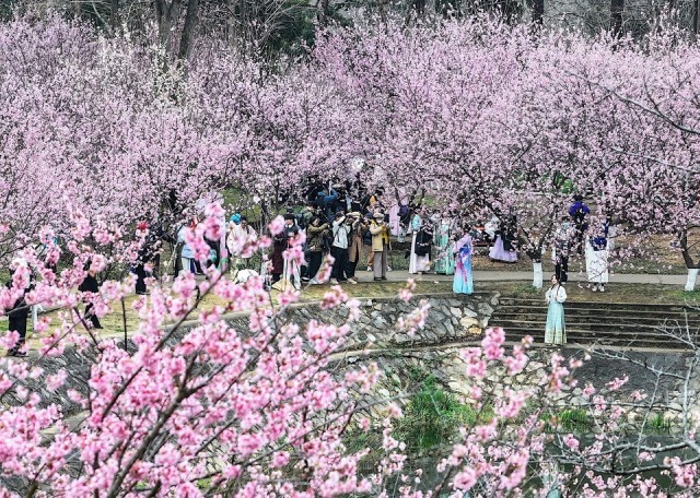 南京中山植物园迎来最美赏樱季