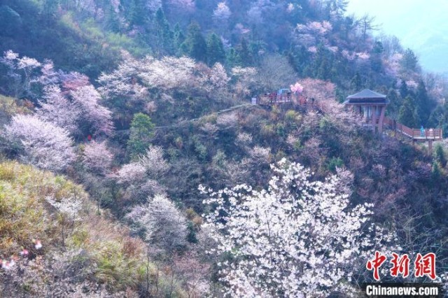 浙江磐安：山区野樱浪漫绽放