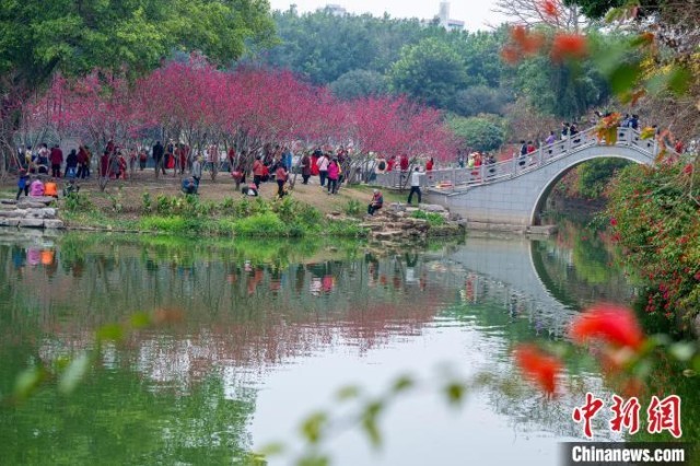 广西梧州：桃花盛开吸引游客踏春赏花