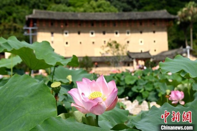 遇见福建：南靖云水谣荷花盛放引客来