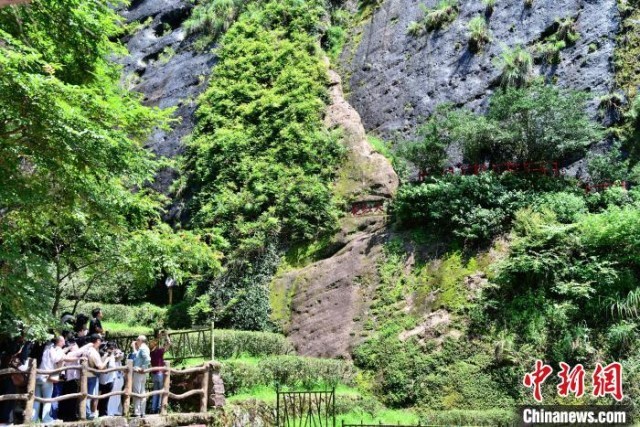 福建武夷山：大红袍母树吸引参观者