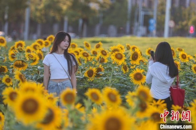 江西南昌：夏日时节向日葵盛开金色花海“醉”游人