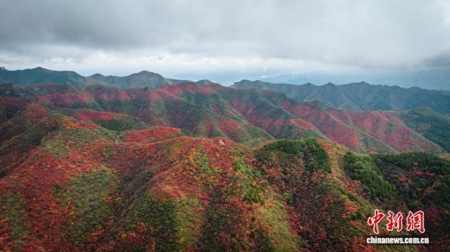 山西柳林天然林区迎来红叶观赏期