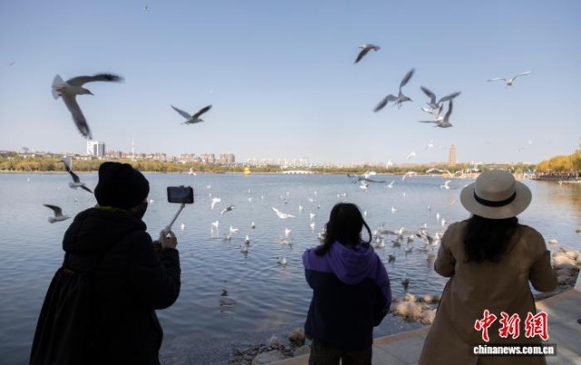 候鸟邂逅“塞上湖城”