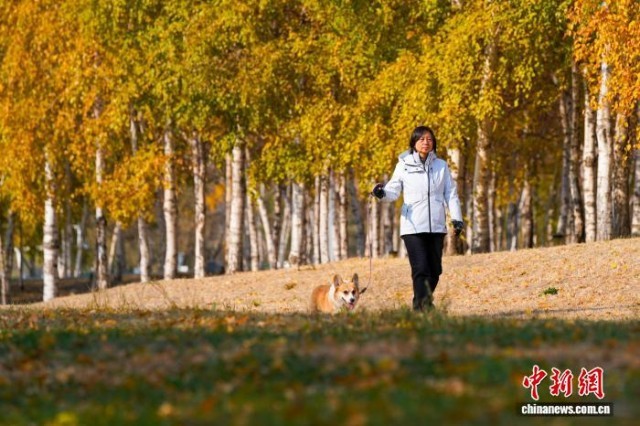 黑龙江哈尔滨：市民漫步白桦林感受深秋之美