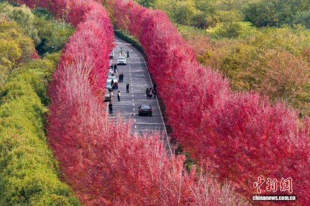 “枫”景独好南京大泉湖畔如霞似火美如画