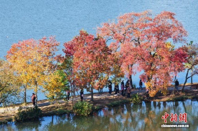 南京紫金山前湖秋色斑斓迎来最美季