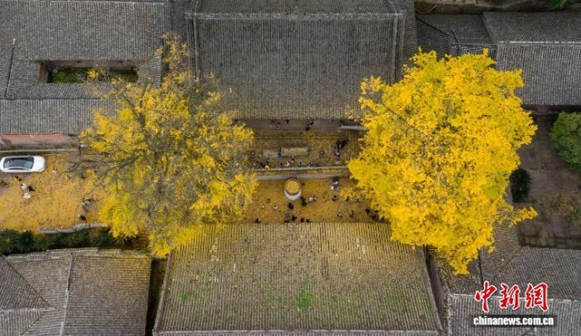 成都云顶山千年古银杏满目金黄引游人