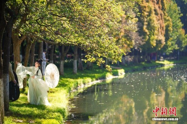 “春城”昆明初冬美景吸引市民