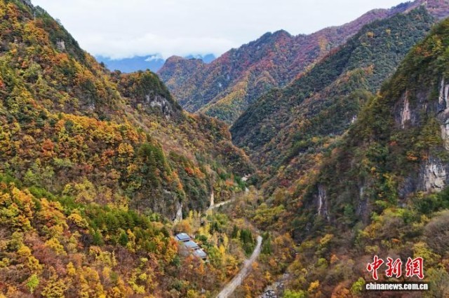 湖北神农架“上线”层林尽染美景