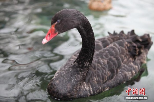 乌鲁木齐：越冬候鸟掀起观鸟潮